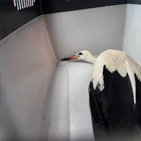 Verletzter Storch (1).jpeg