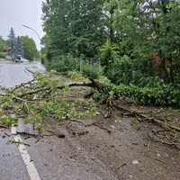 baum_auf_fahrbahn_2.jpeg