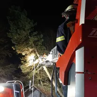 20231222_baum_auf_gebaude_7.jpeg