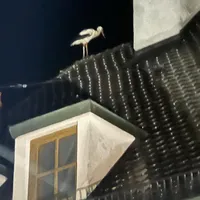 2025.05.31 Verletzter Storch.jpeg