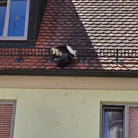 Rettung Storch (5).jpeg