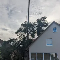 umgestuzter_baum_13.jpeg