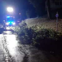 ast_auf_fahrbahn_am_zeisig_3.jpeg