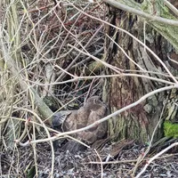 20250110_rettung_greifvogel_teutonenweg_1.jpeg