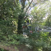 katze_auf_baum_15.jpg