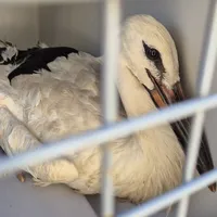 Rettung Storch (1).jpeg